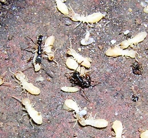 クロアリの襲撃 – 岐阜・三重・愛知の害虫予防や駆除、防水工事