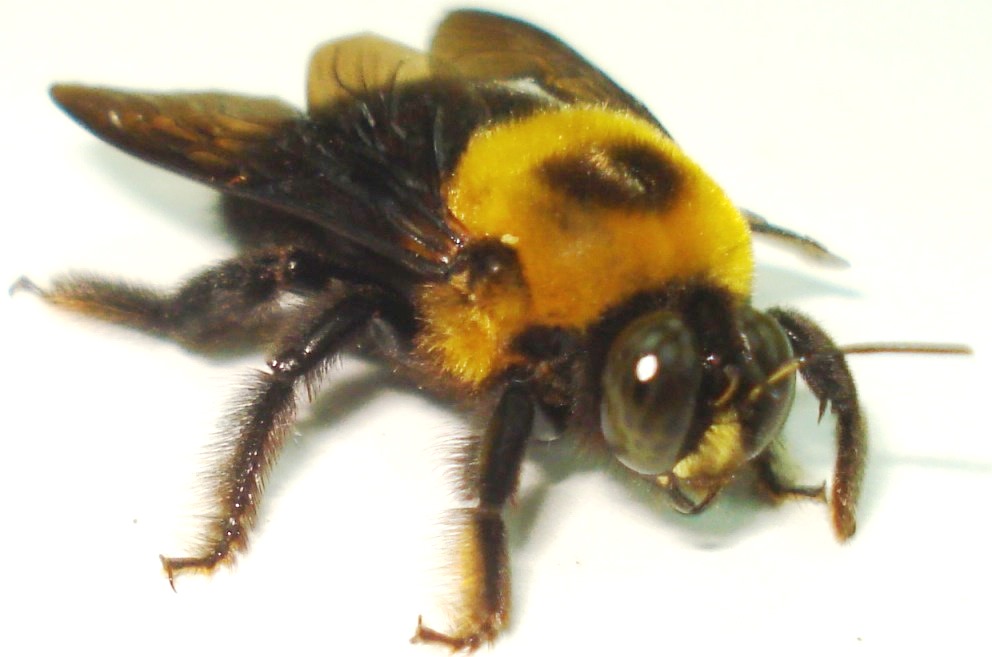 クマバチ – 岐阜・三重・愛知の害虫予防や駆除、防水工事